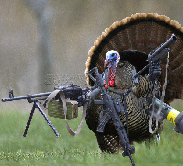 Motif �€œBluesman�€� Thomas - Herbert the Homicidal Turkey